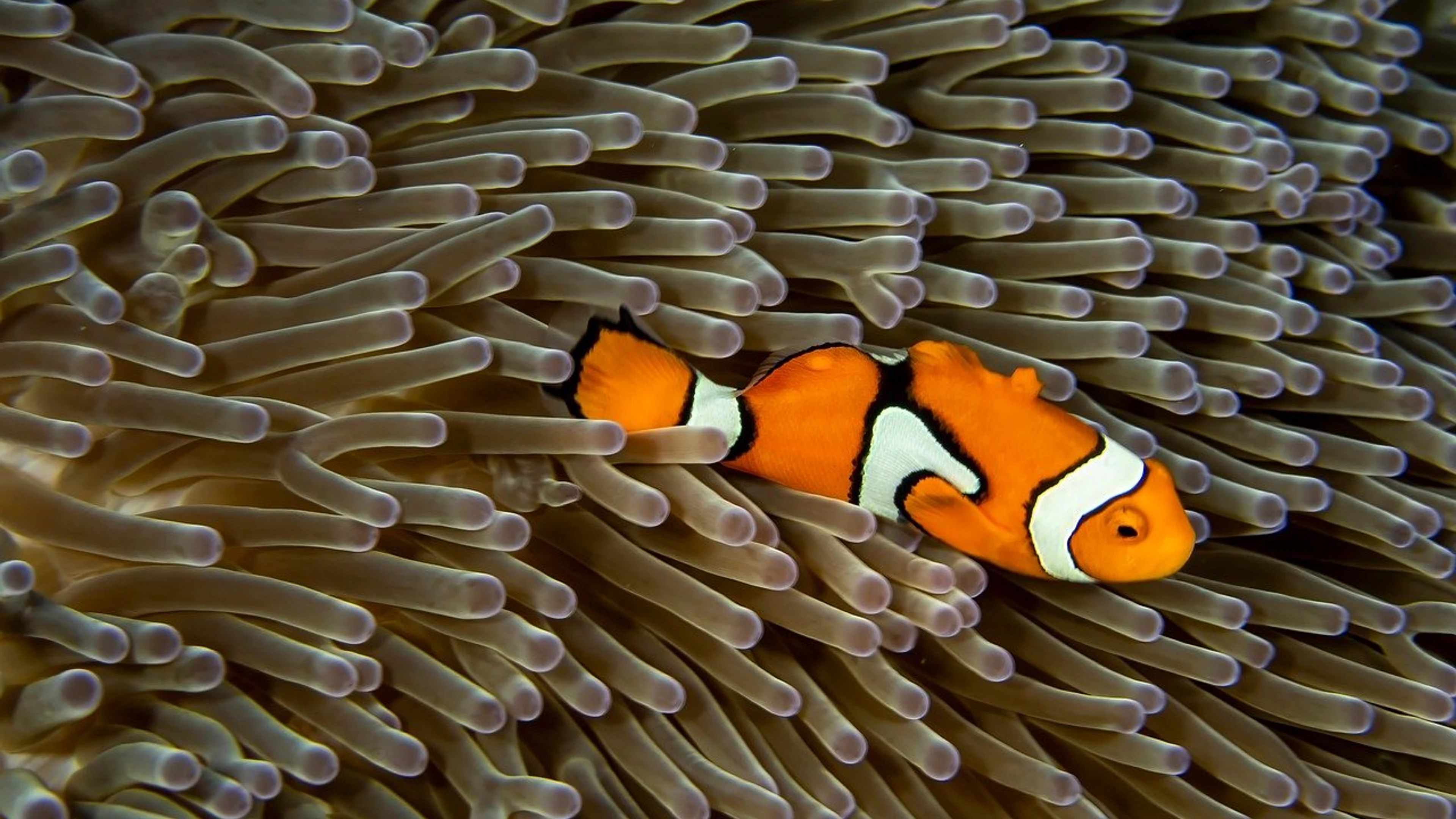 Fish coral underwater - free 4K Ultra HD ocean wallpaper for desktop