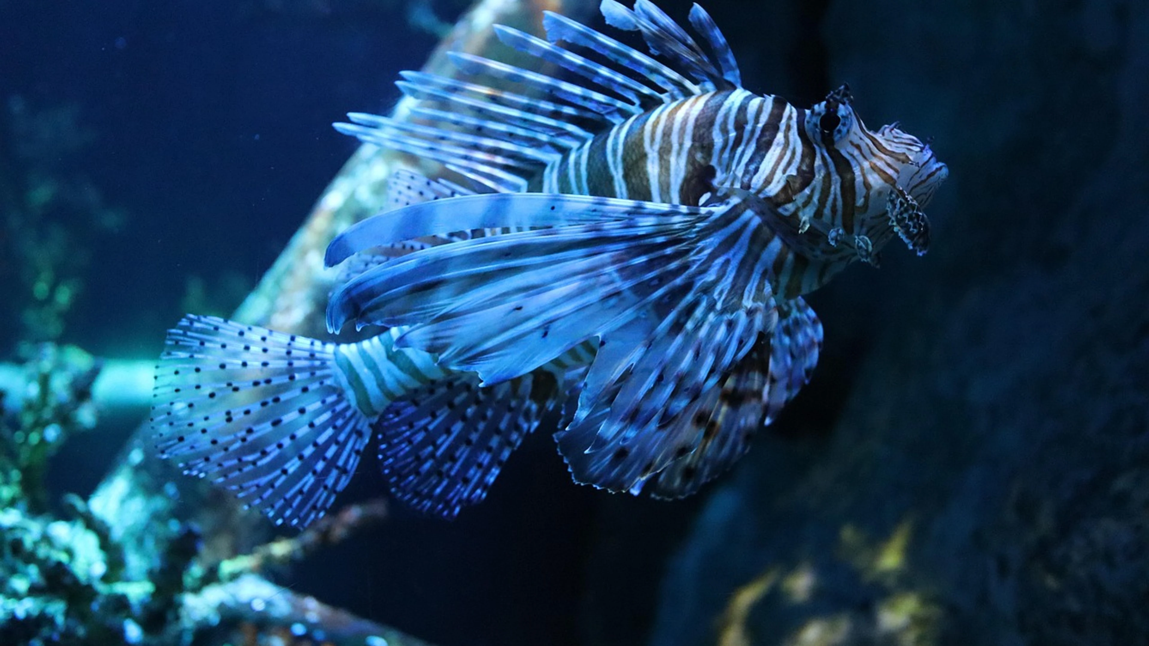 Fish lionfish sea - free 4K Ultra HD ocean wallpaper for desktop