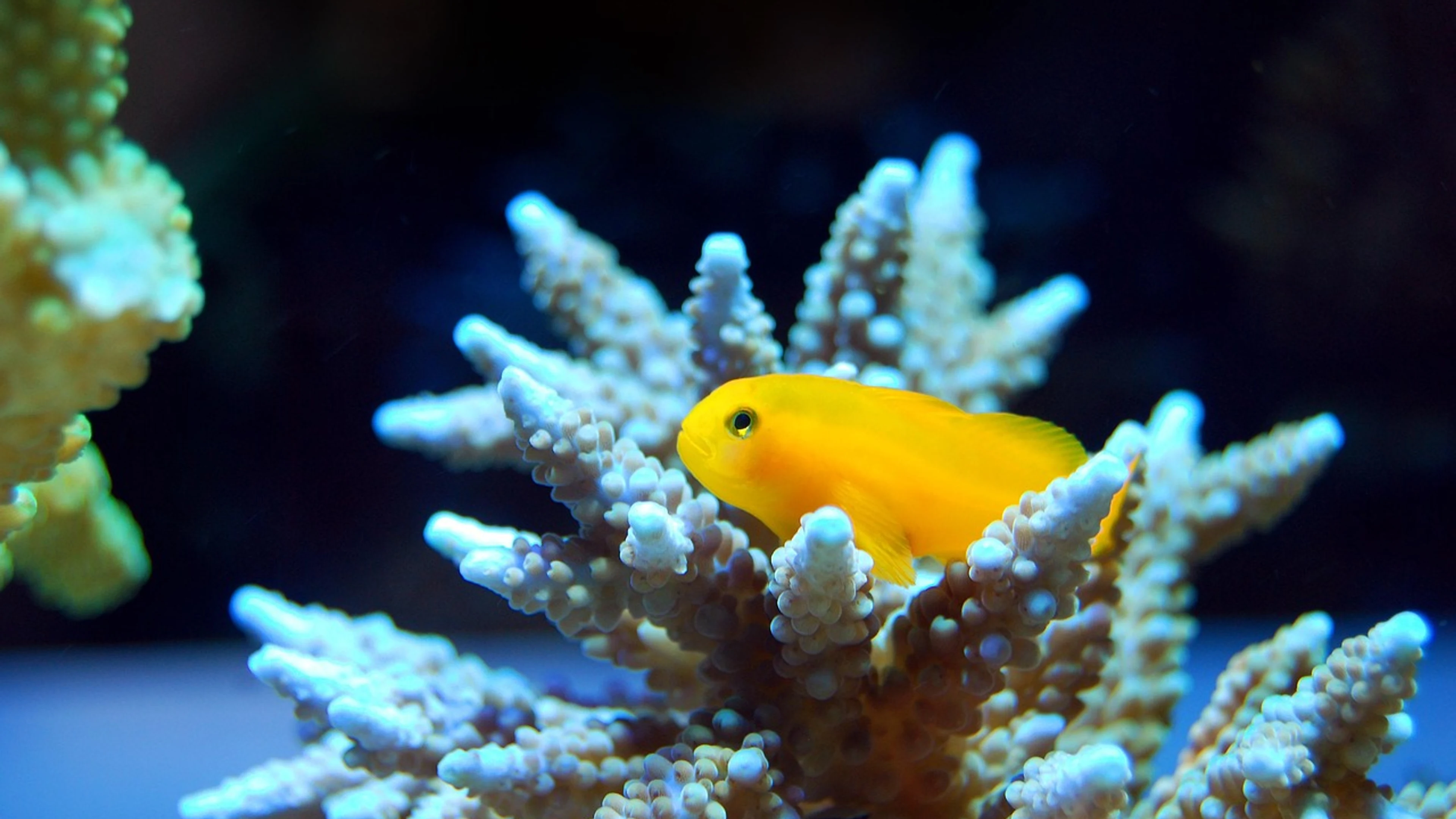 Fish reef coral - free 4K Ultra HD ocean wallpaper for desktop