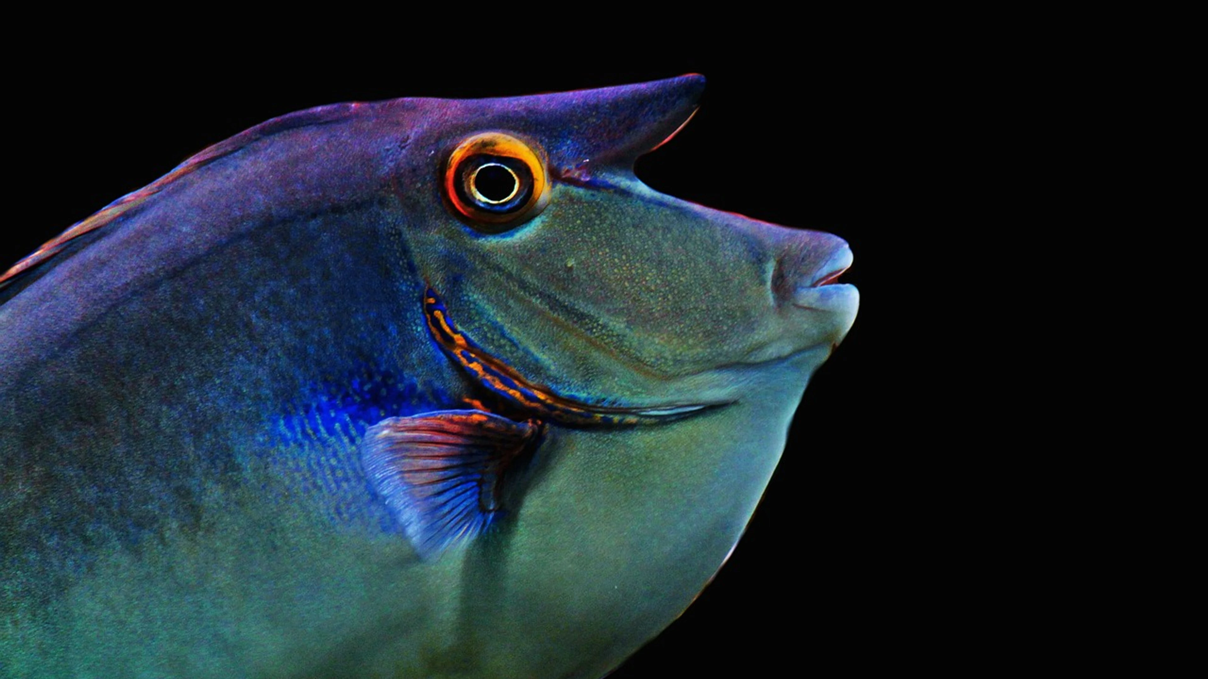 Fish sea creatures underwater world - free 4K Ultra HD ocean wallpaper for desktop