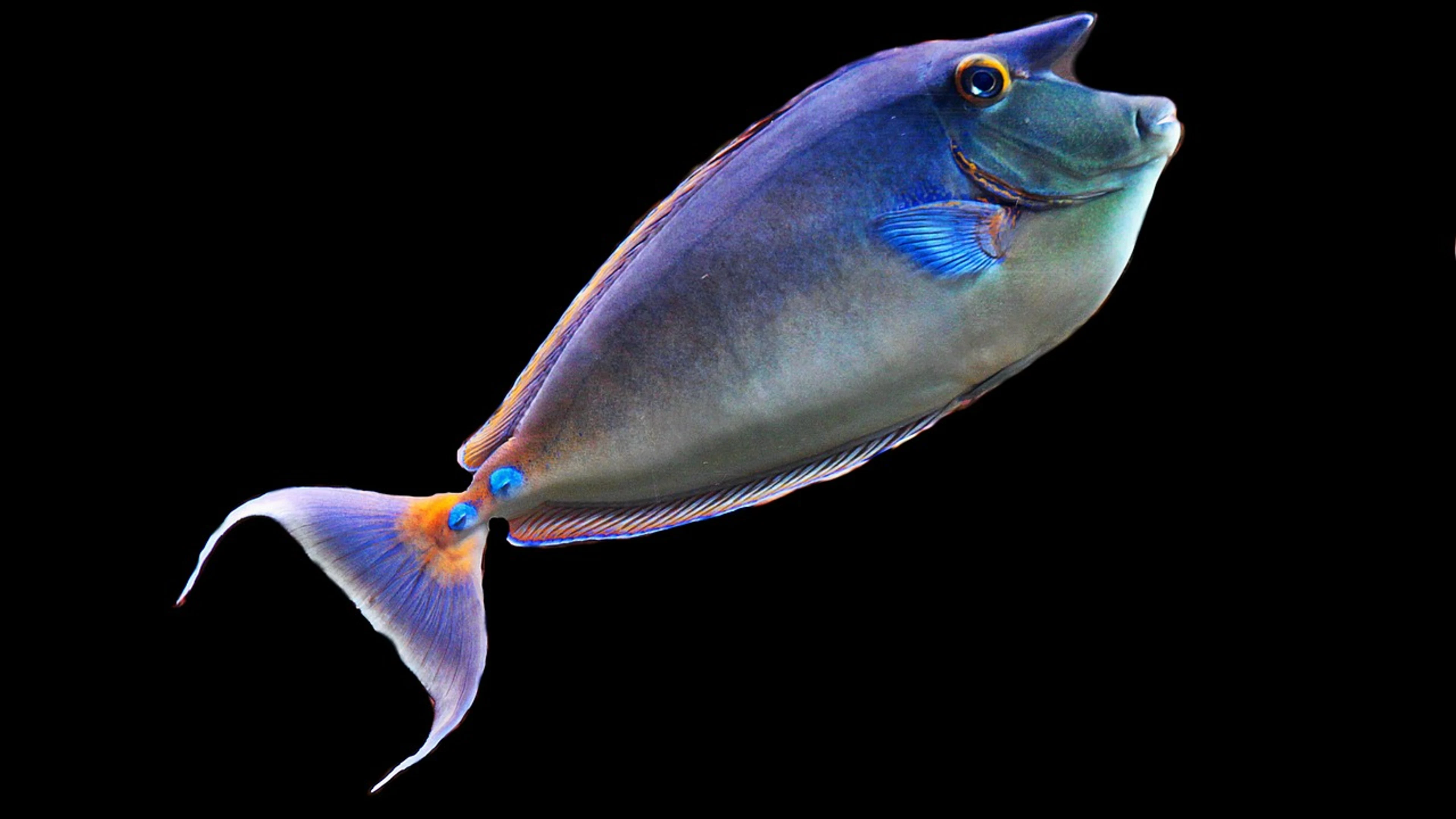 Fish sea creatures underwater world - free 4K Ultra HD ocean wallpaper for desktop