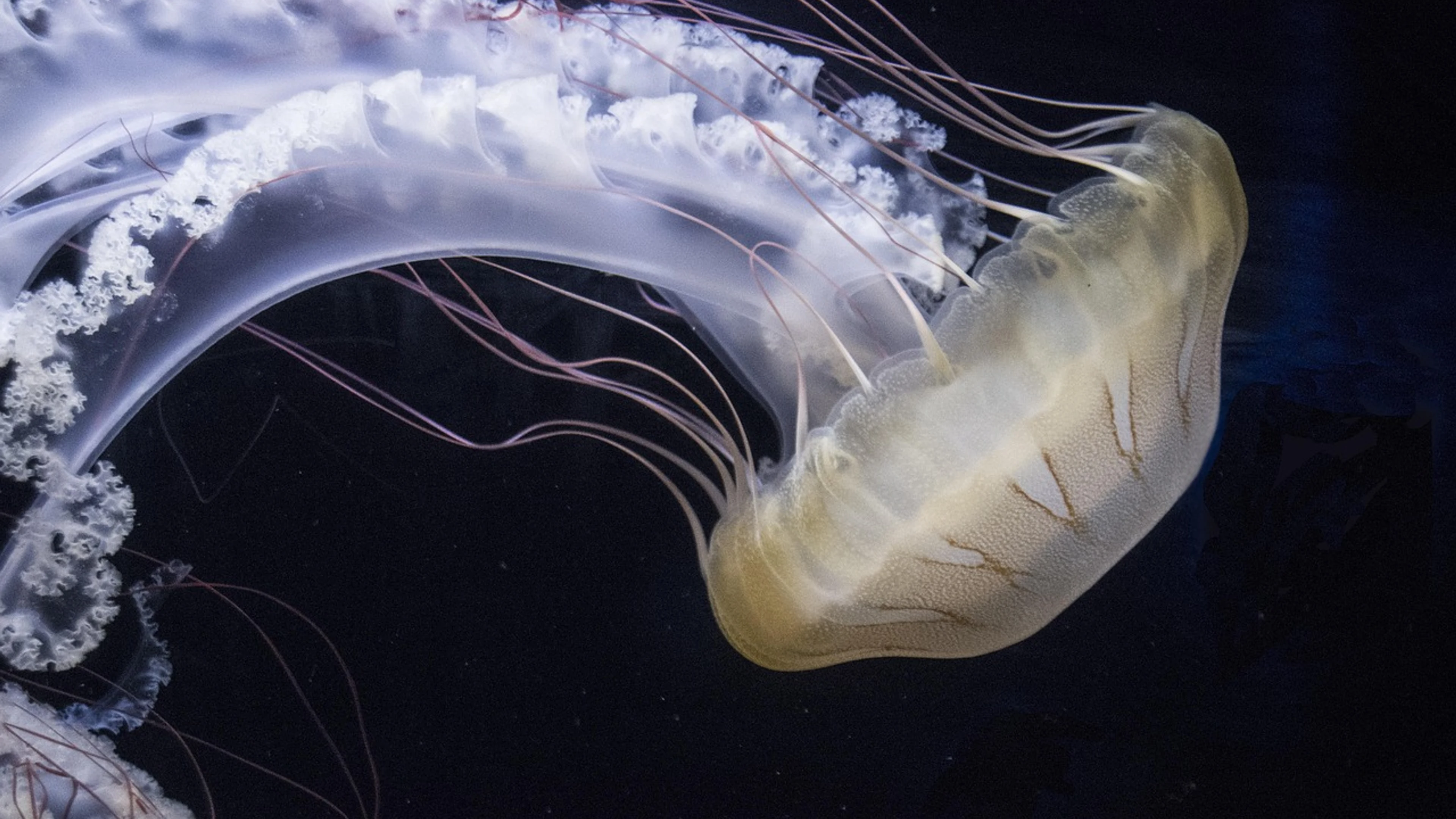 Jellyfish auqarium bright - free 4K Ultra HD ocean wallpaper for desktop