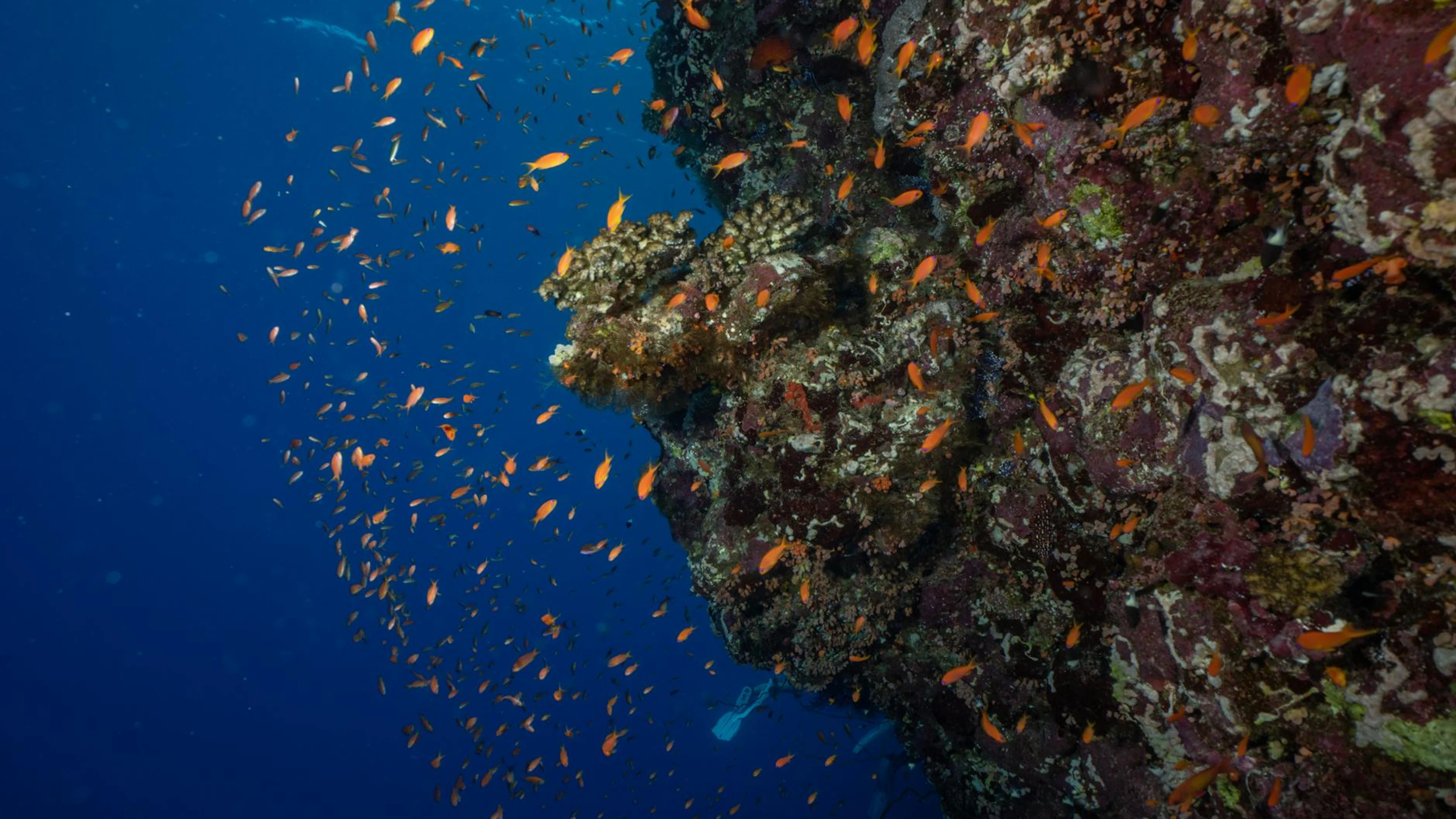 Orange fish swim around a vibrant coral reef in a deep blue ocean. - free 4K Ultra HD ocean wallpaper for desktop