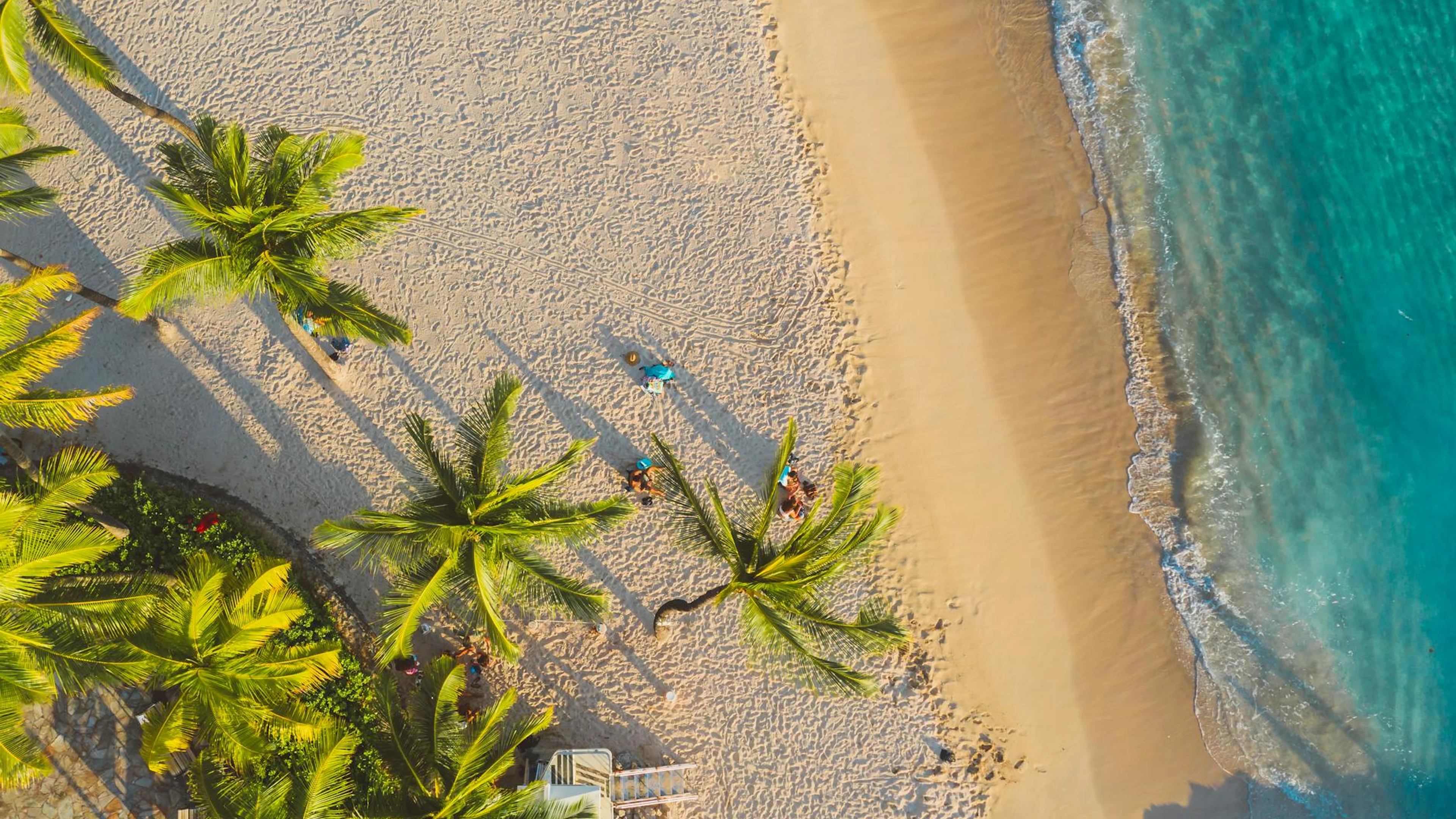 Stunning aerial view of a tropical beach with palm trees and turquoise ocean wav - free 4K Ultra HD ocean wallpaper for desktop
