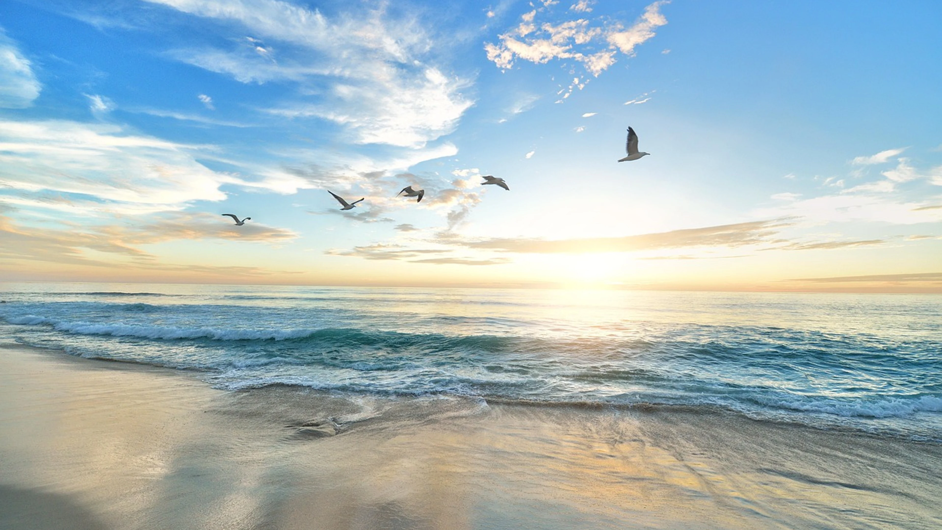 Beach birds sea - free 4K Ultra HD sunset wallpaper for desktop