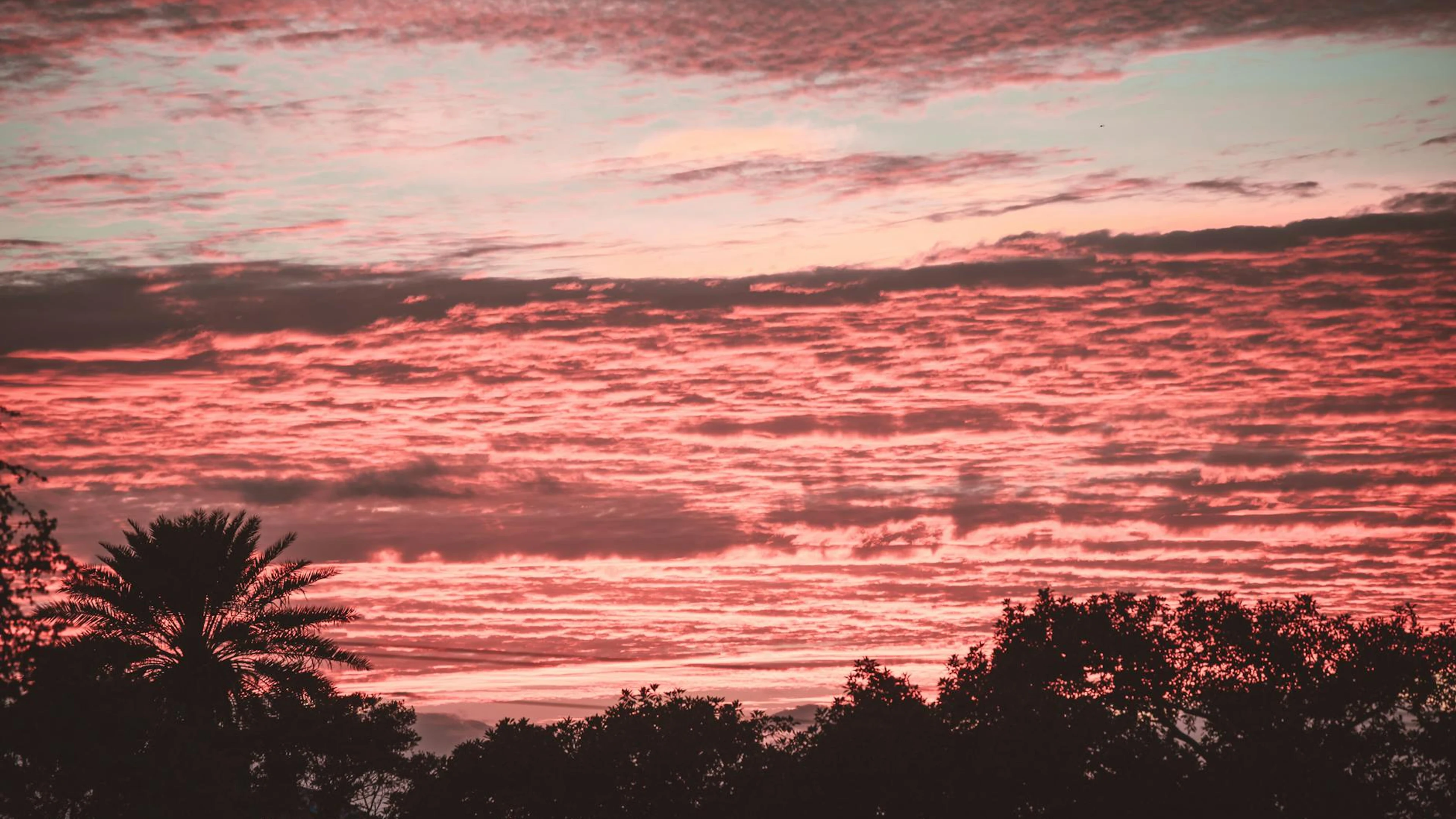 Beautiful pink and orange sunset with palm silhouettes in Honolulu, Hawaii. - free 4K Ultra HD sunset wallpaper for desktop