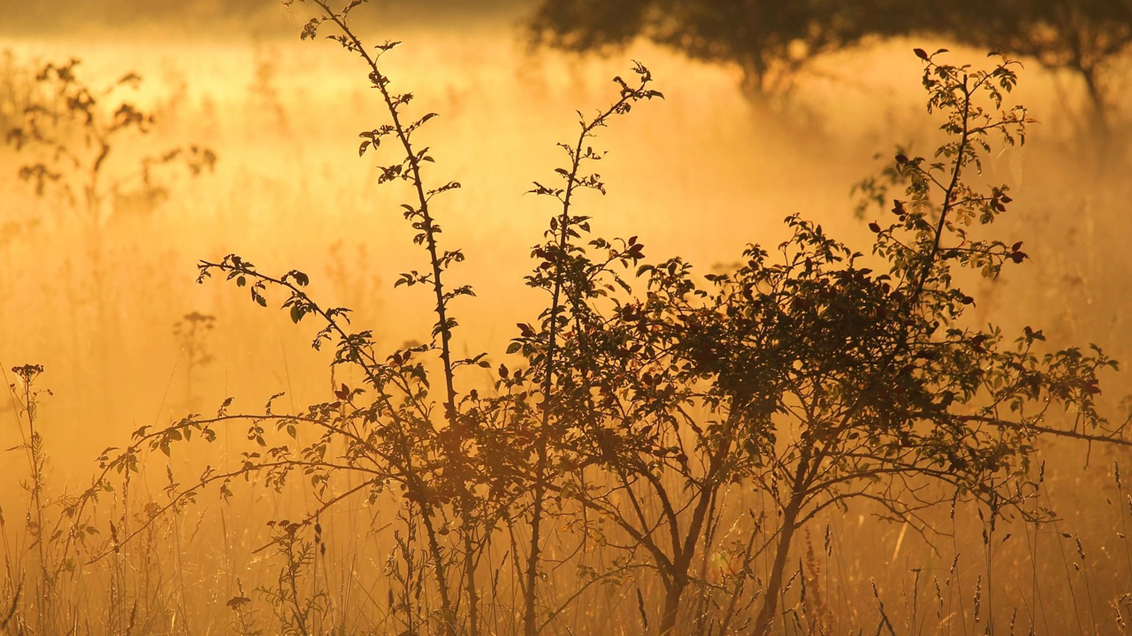 Bushes shrubs sunrise - free 4K Ultra HD sunset wallpaper for desktop