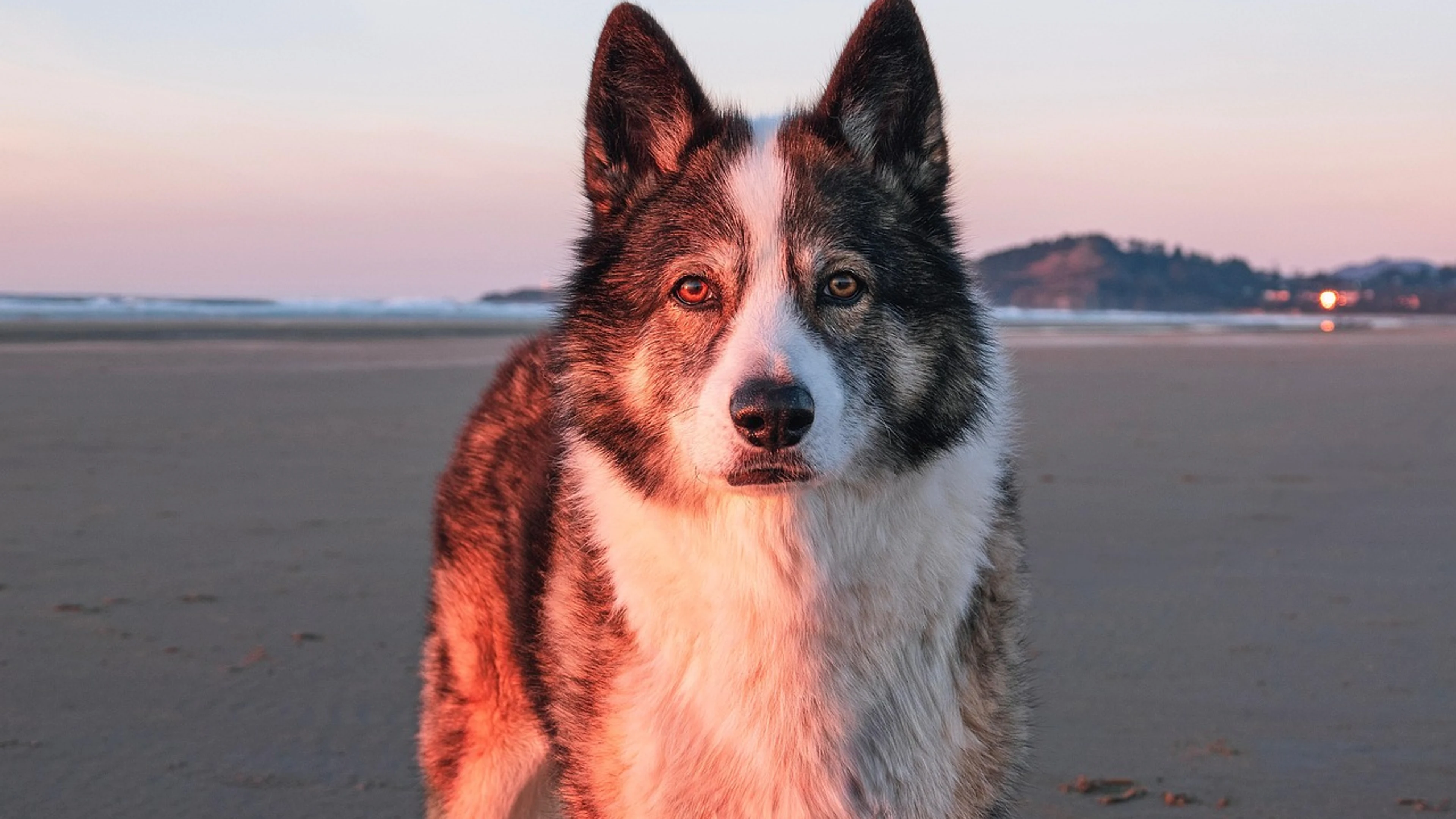 Dog beach sunset - free 4K Ultra HD sunset wallpaper for desktop