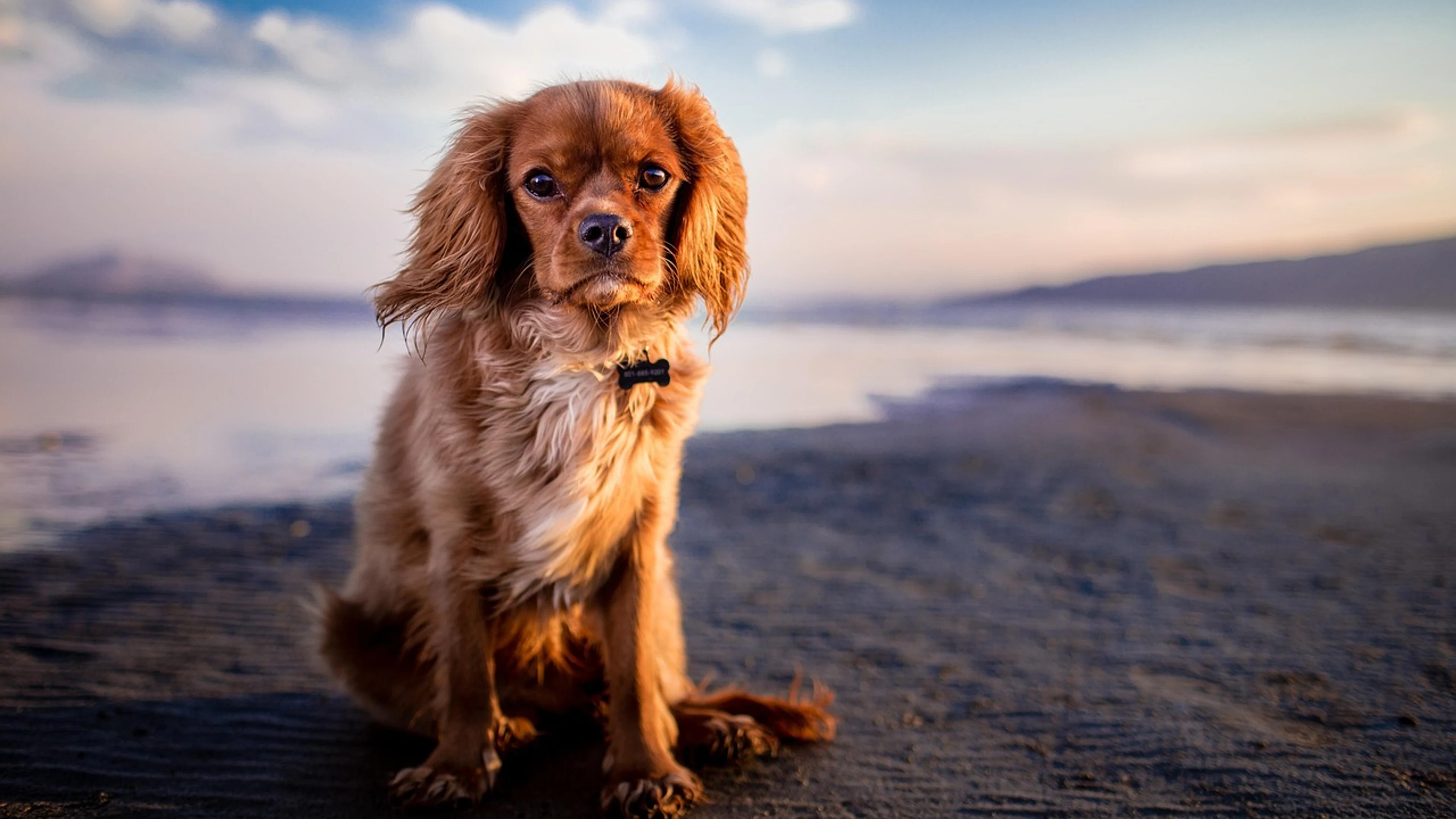Dog pet beach - free 4K Ultra HD sunset wallpaper for desktop