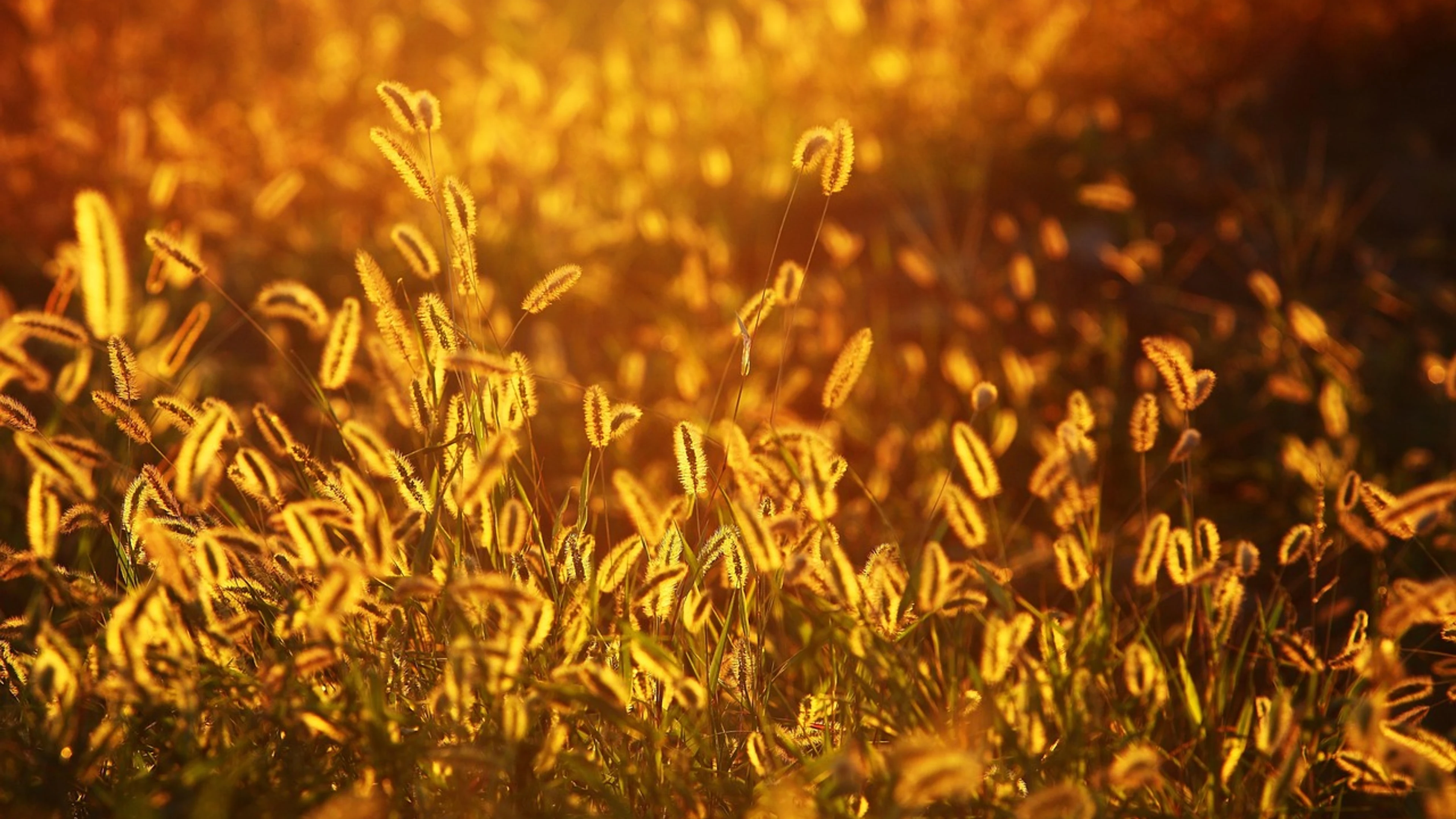 Foxtail grasses beautiful wallpaper - free 4K Ultra HD sunset wallpaper for desktop