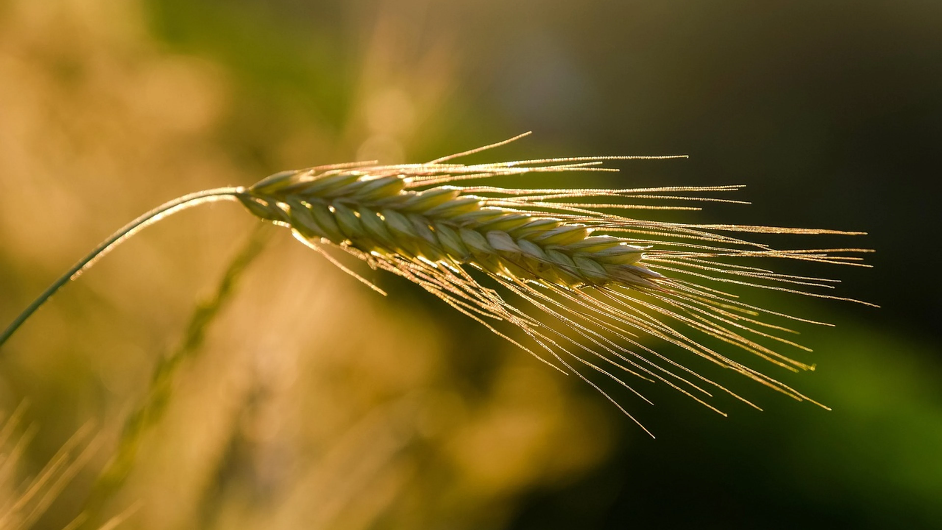 Rye ear grain - free 4K Ultra HD sunset wallpaper for desktop