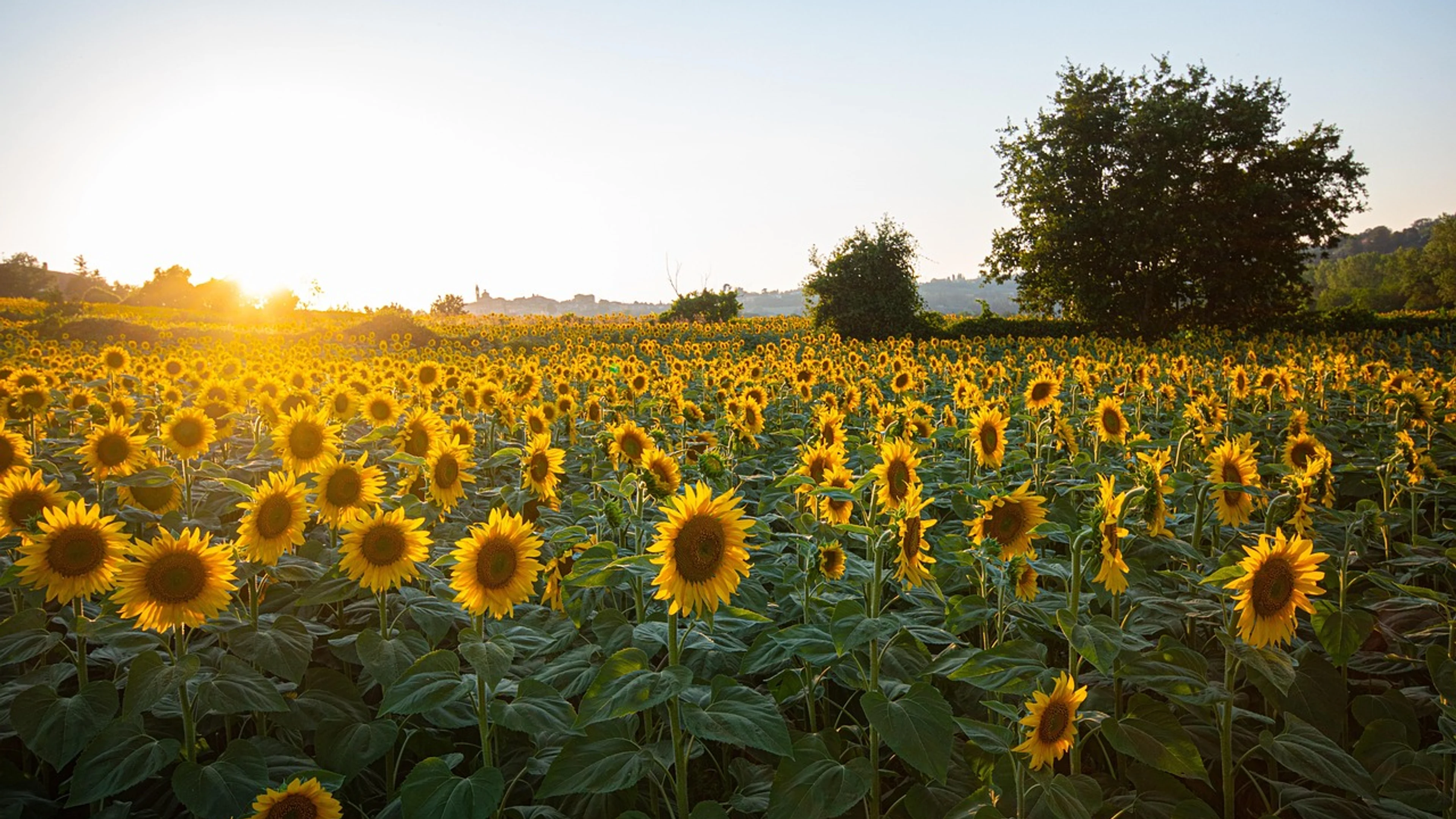 Sunflowers flower wallpaper field - free 4K Ultra HD sunset wallpaper for desktop