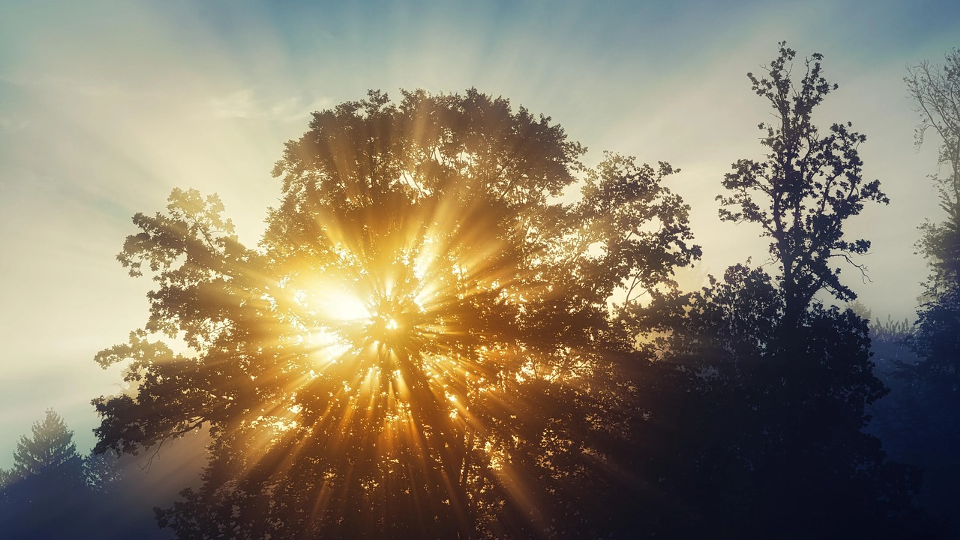 Sunrays trees forest - free 4K Ultra HD sunset wallpaper for desktop