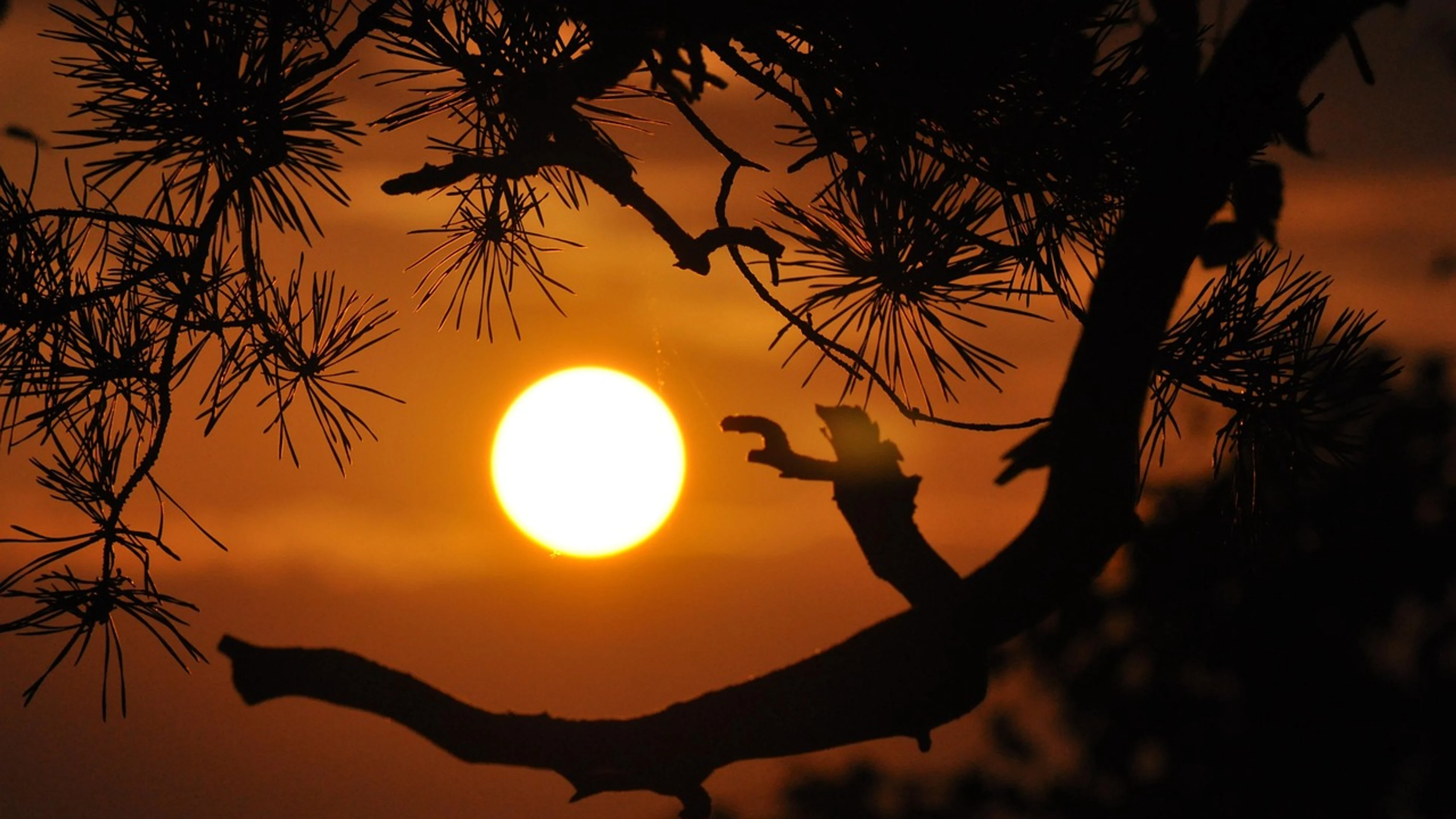 Sunset branches silhouettes - free 4K Ultra HD sunset wallpaper for desktop