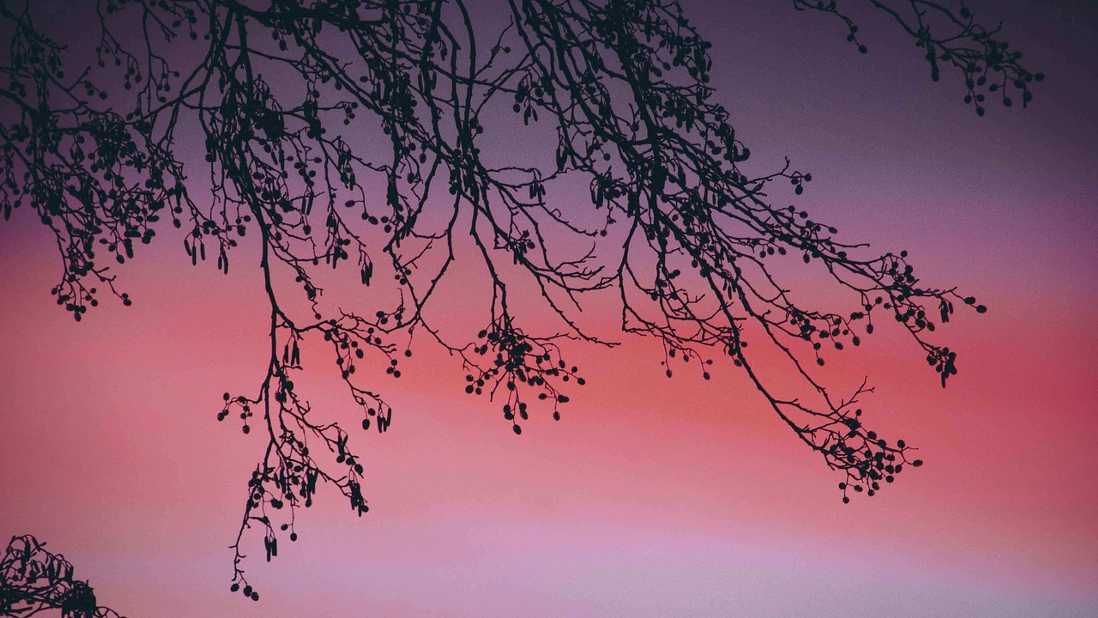 Sunset tree branches - free 4K Ultra HD sunset wallpaper for desktop
