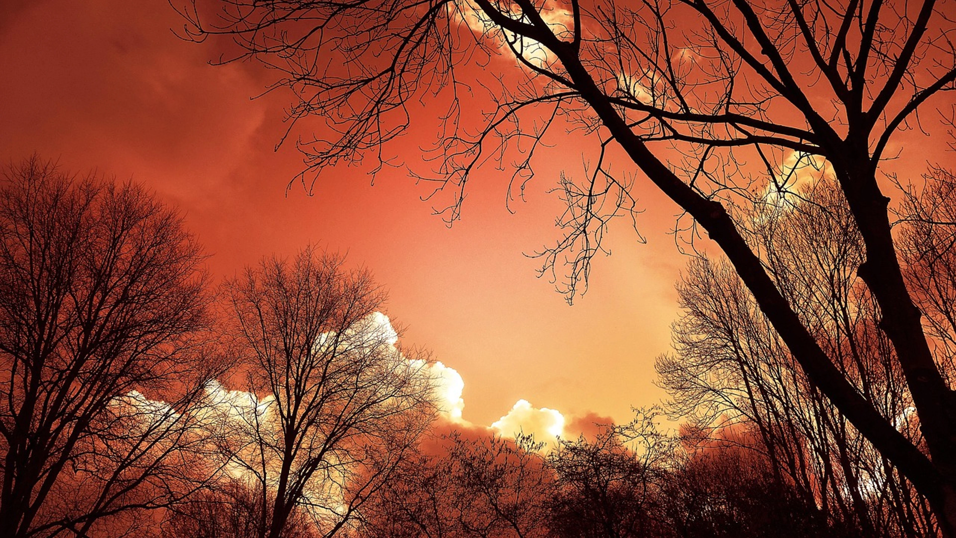 Tree silhouette sunset - free 4K Ultra HD sunset wallpaper for desktop