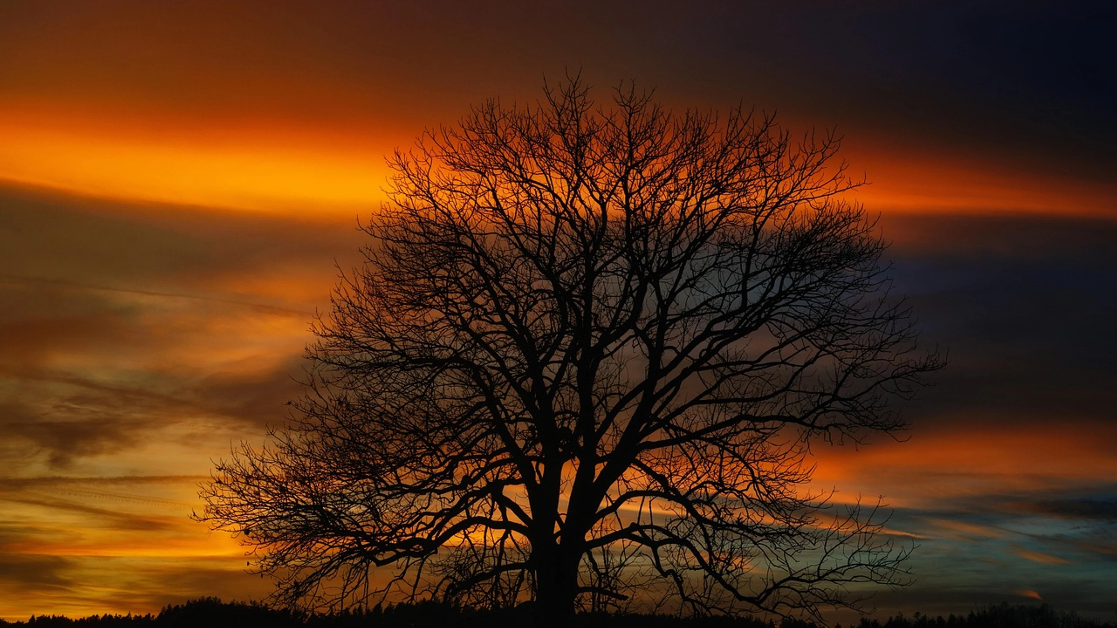 Tree sunset autumn - free 4K Ultra HD sunset wallpaper for desktop
